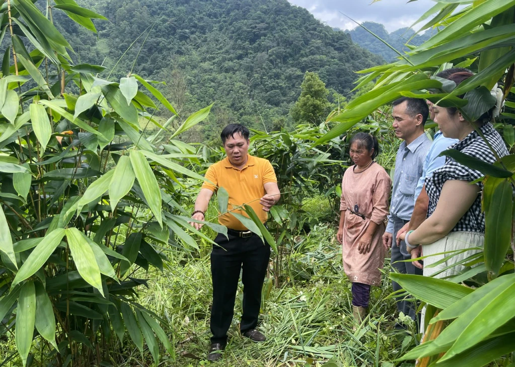 Cây giang lấy lá - mở hướng đi mới cho nông dân