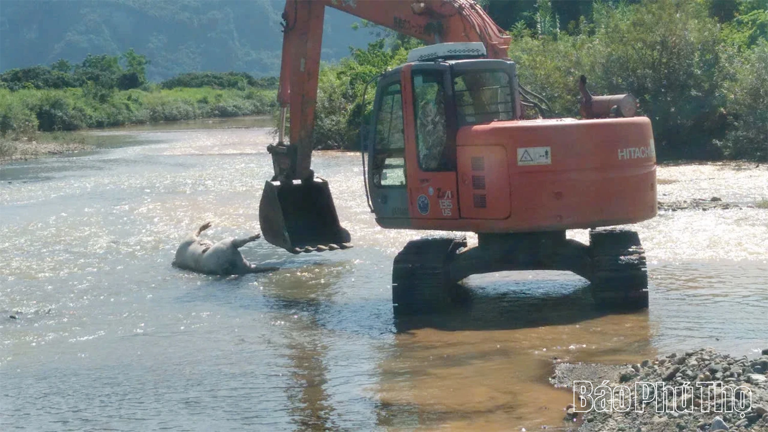 Nật Sơn: Tiêu hủy hơn 30 tấn lợn bị nhiễm dịch tả lợn Châu Phi