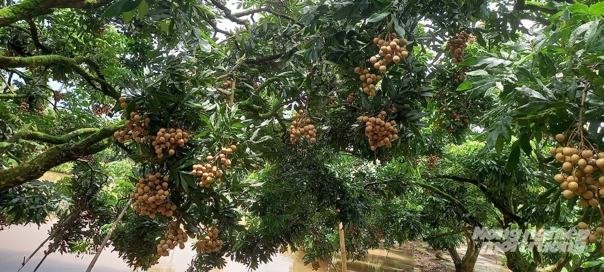 Hưng Yên - xứ nhãn