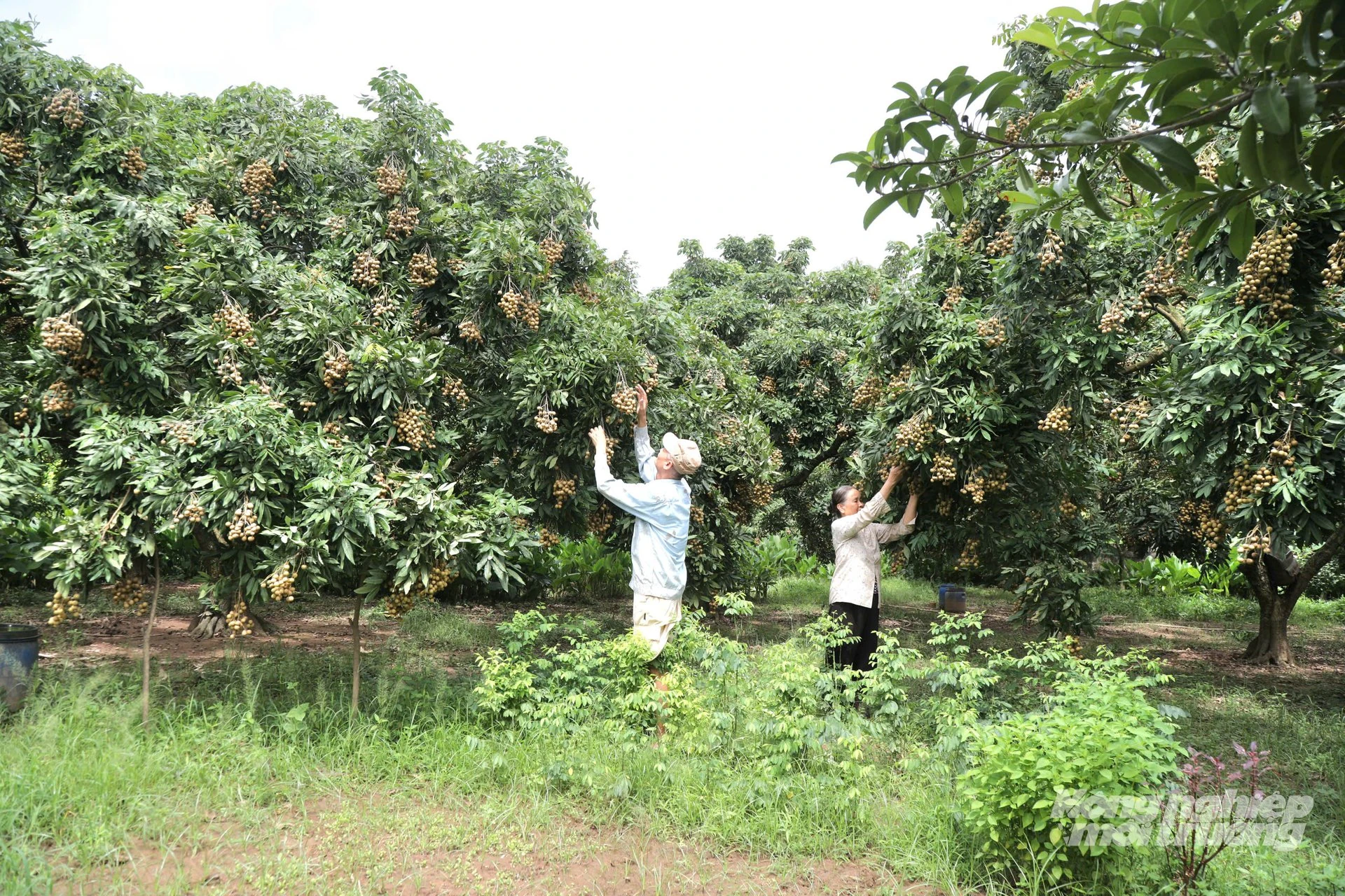 Hưng Yên - xứ nhãn
