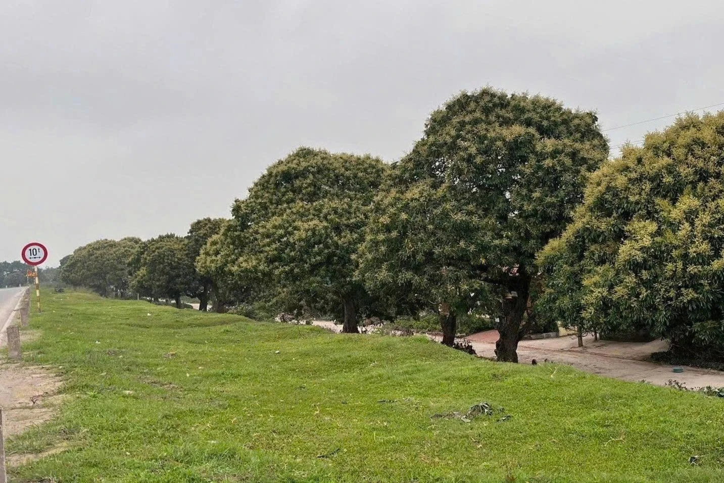 Hưng Yên - xứ nhãn