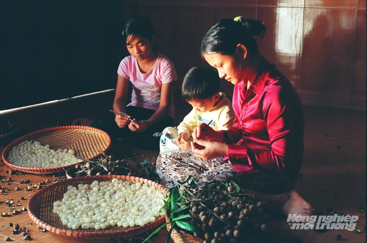 Hưng Yên - xứ nhãn