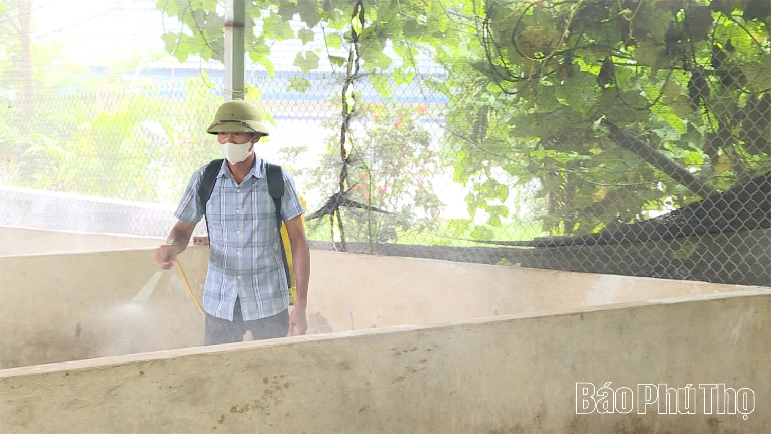 Xã Đại Đình tiêu hủy gần 1.200 con lợn mắc dịch tả lợn Châu Phi