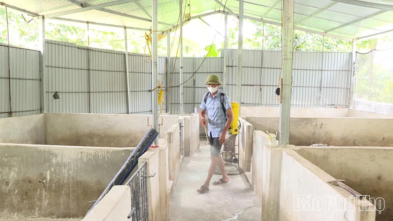 Xã Đại Đình tiêu hủy gần 1.200 con lợn mắc dịch tả lợn Châu Phi