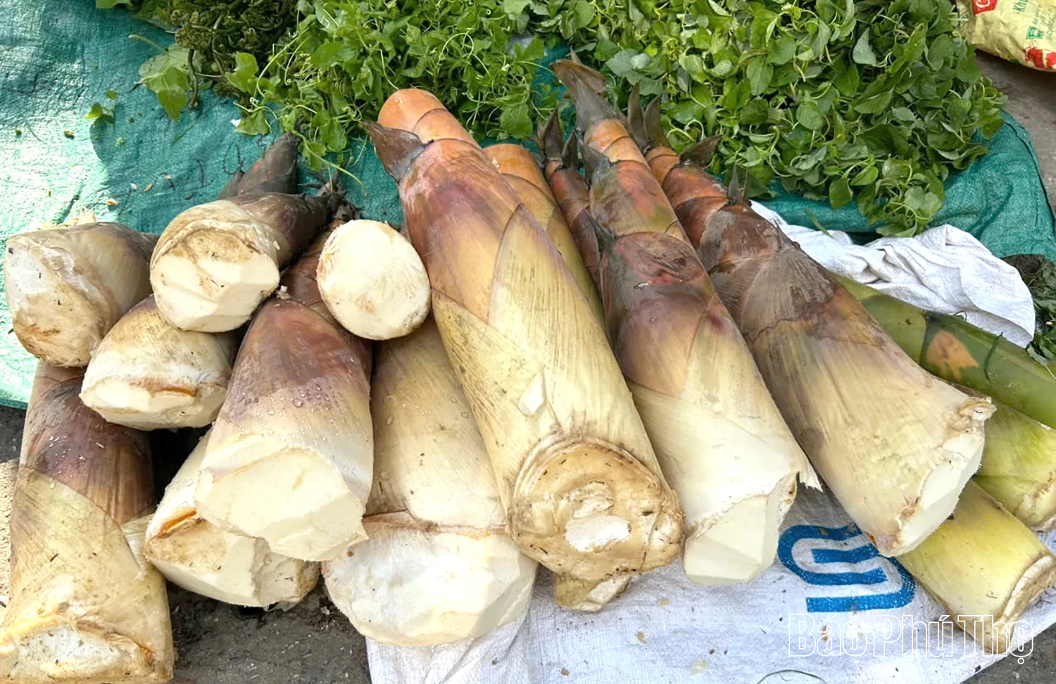 Măng khô Hòa Bình - Chắt chiu vị nắng, gói trọn hương rừng