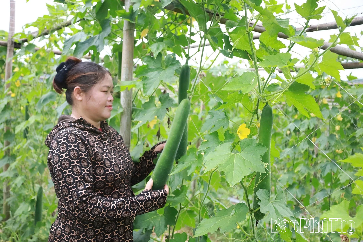 Vùng quê Hợp Kim chuyển đổi cơ cấu cây trồng