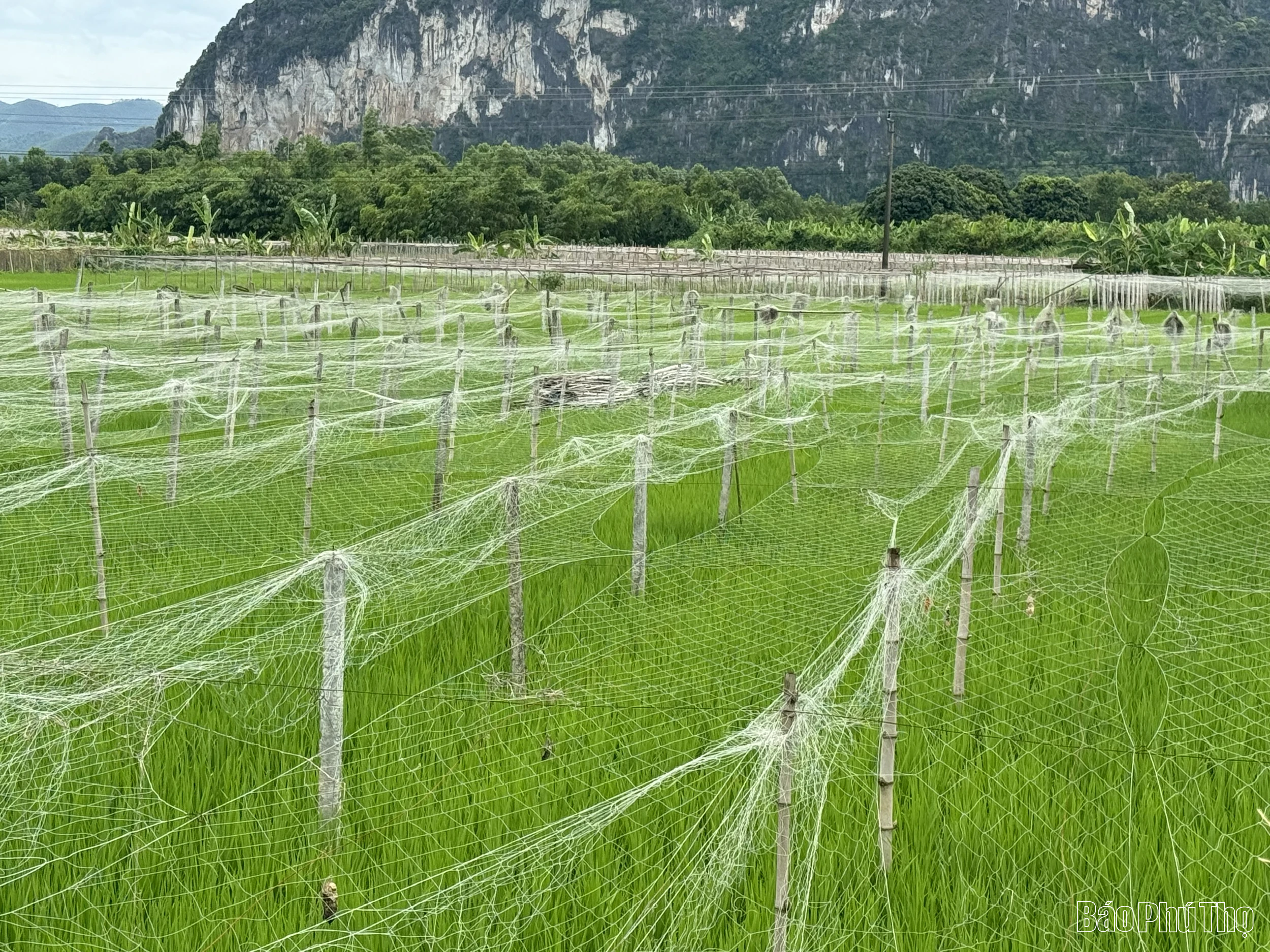 Vùng quê Hợp Kim chuyển đổi cơ cấu cây trồng