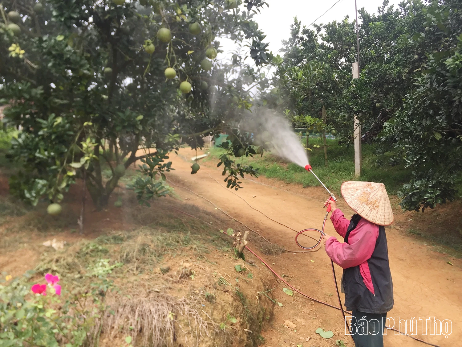 Tập trung phòng trừ sâu bệnh hại bưởi xuất khẩu