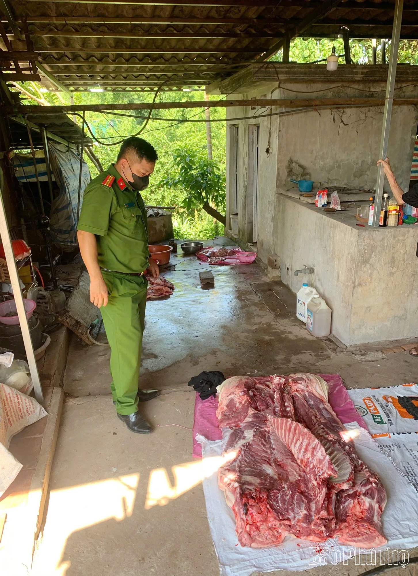 Xã Bao La phát hiện, xử lý hộ dân tự ý giết mổ lợn tại vùng dịch