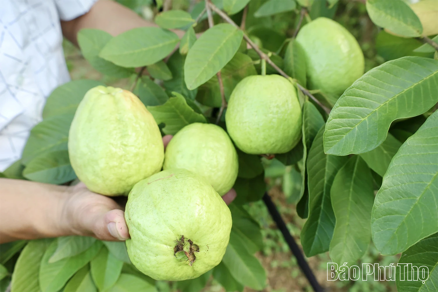 Mùa ổi chín ở Đồng Than