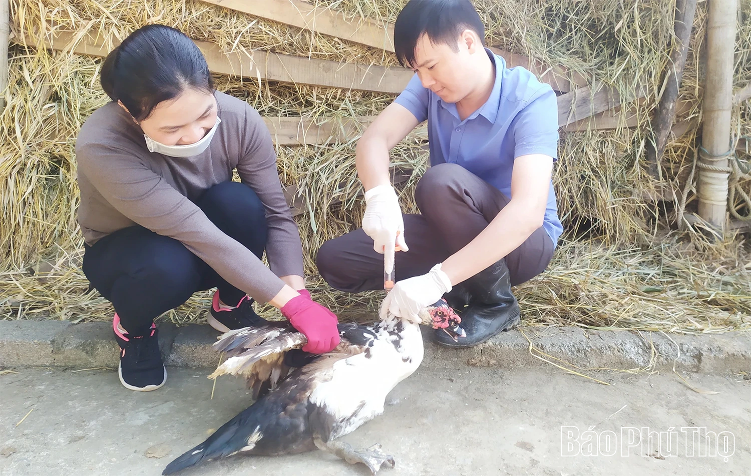 Xã hội hóa trong phòng, chống dịch bệnh cho đàn vật nuôi