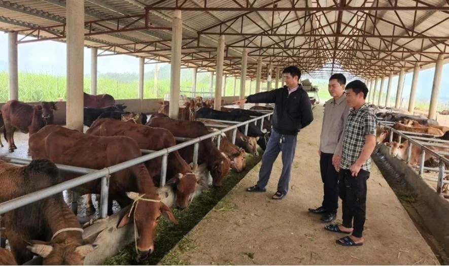 Lai Châu phát triển nông nghiệp hàng hóa theo hướng bền vững