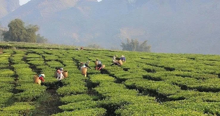 Lai Châu phát triển nông nghiệp hàng hóa theo hướng bền vững