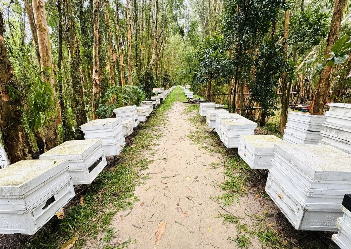 Nuôi ong VietGAHP trong rừng tràm Trà Sư