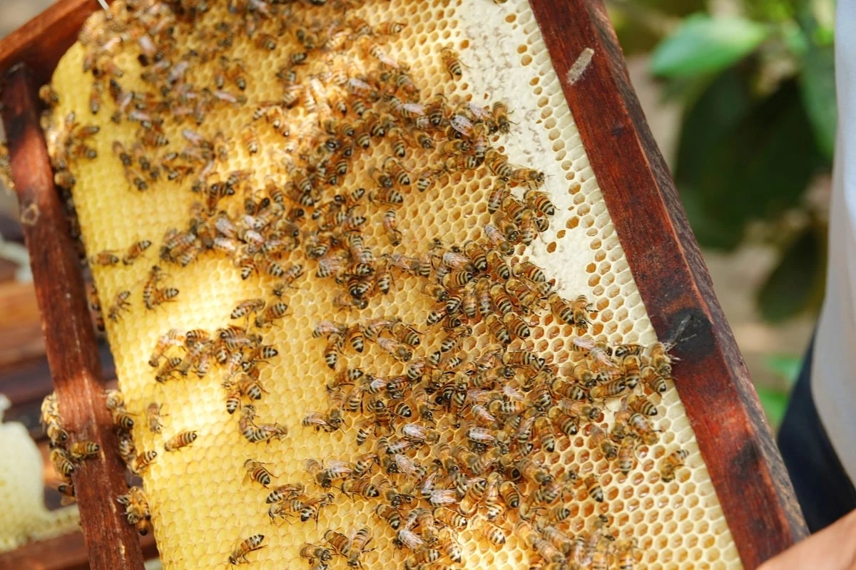 Nuôi ong VietGAHP trong rừng tràm Trà Sư