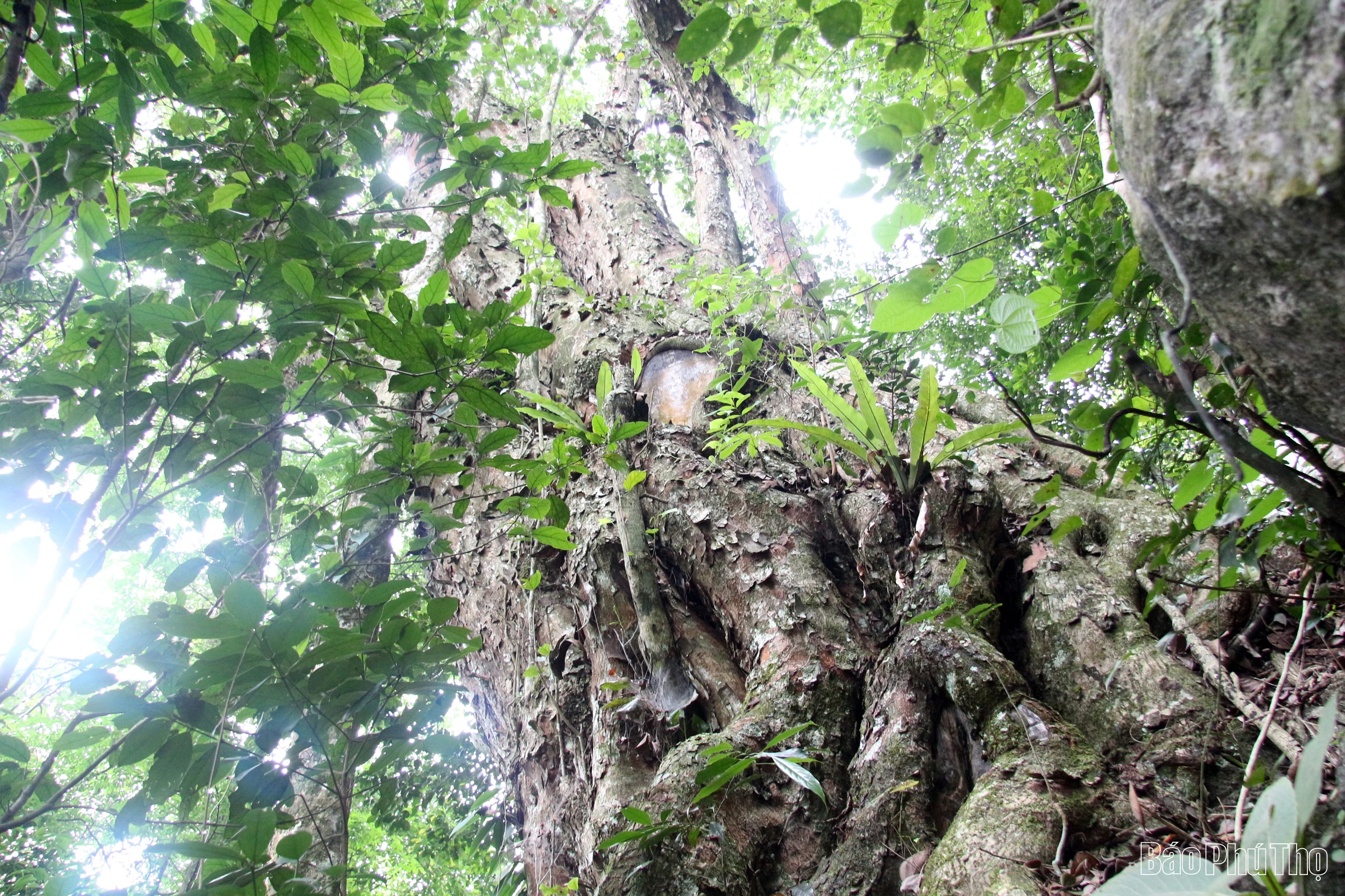 “Linh khí” nghìn năm giữa đại ngàn Bo Trẳm