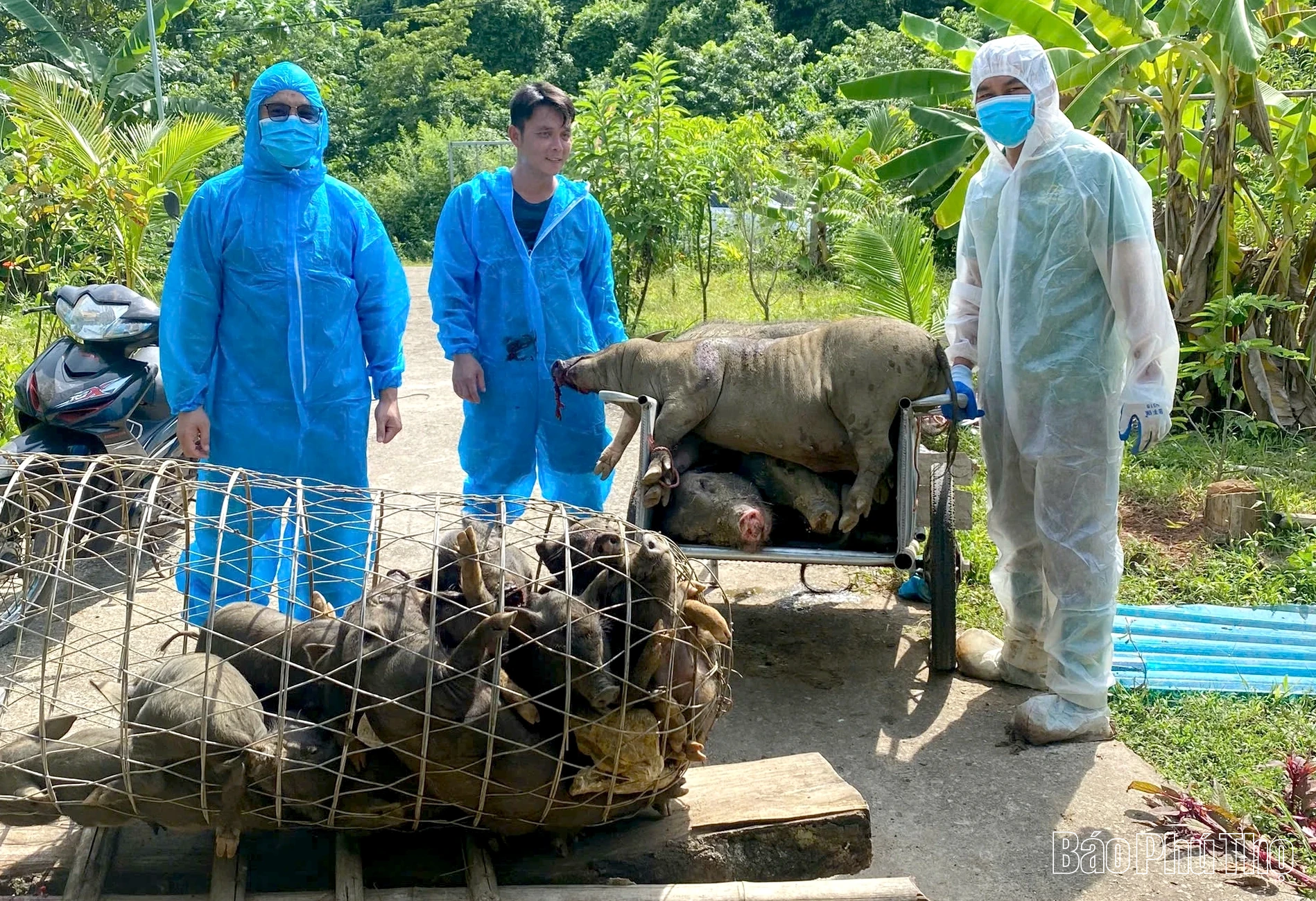 Xã Thung Nai linh hoạt trong phòng chống, xử lý dịch tả lợn châu Phi