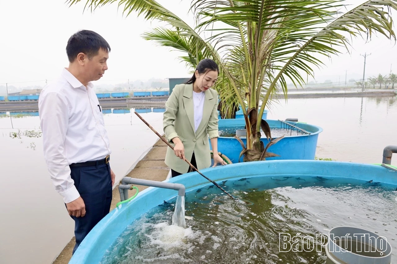 Cá tầm ngoại tràn lan, người nông dân điêu đứng