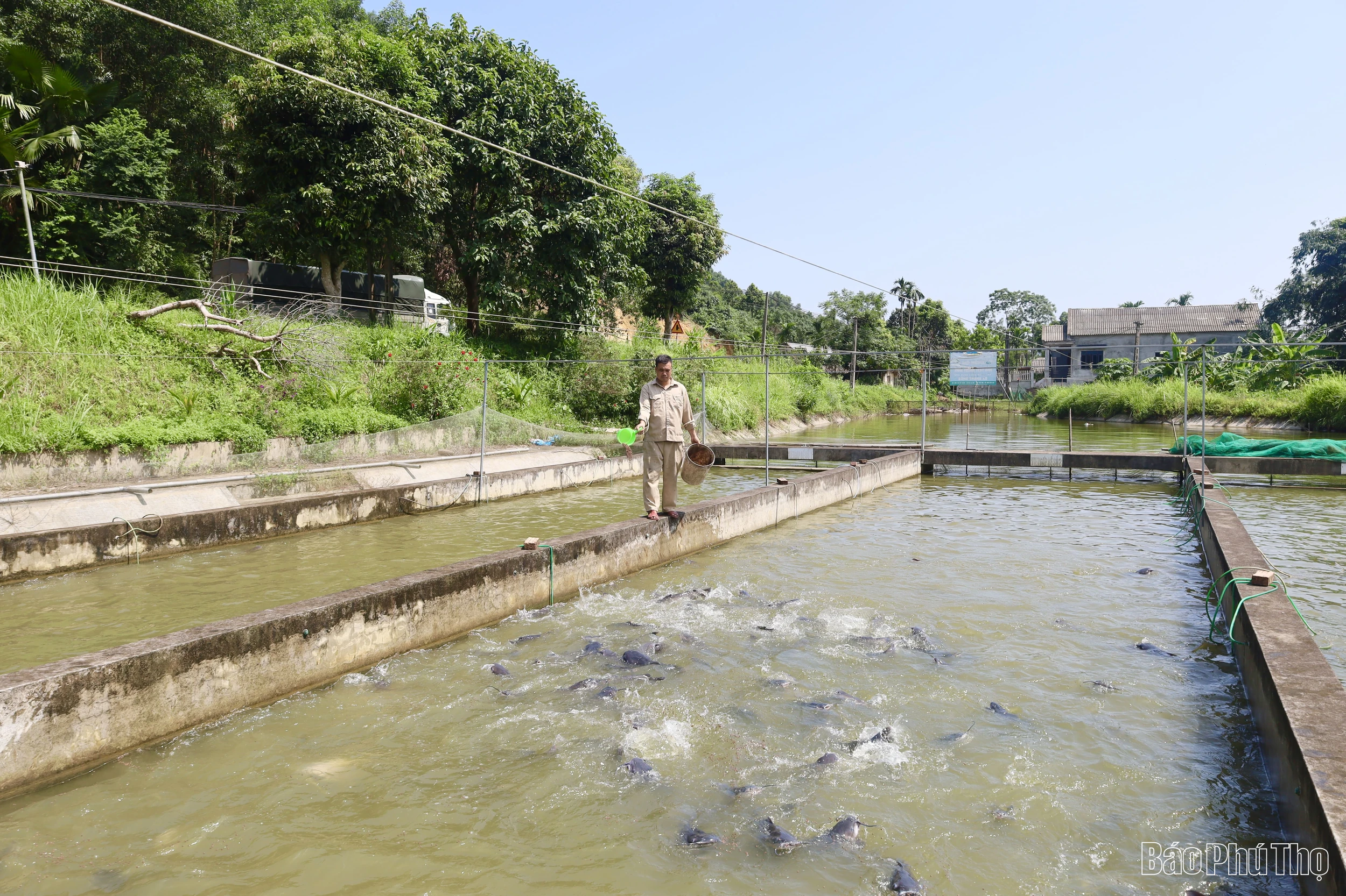 Cá tầm ngoại tràn lan, người nông dân điêu đứng