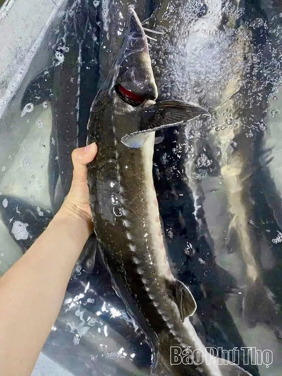 Cá tầm ngoại tràn lan, người nông dân điêu đứng