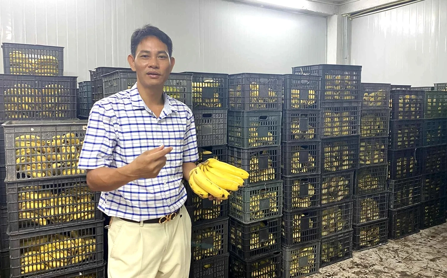 Đưa chuối sấy... xuất ngoại