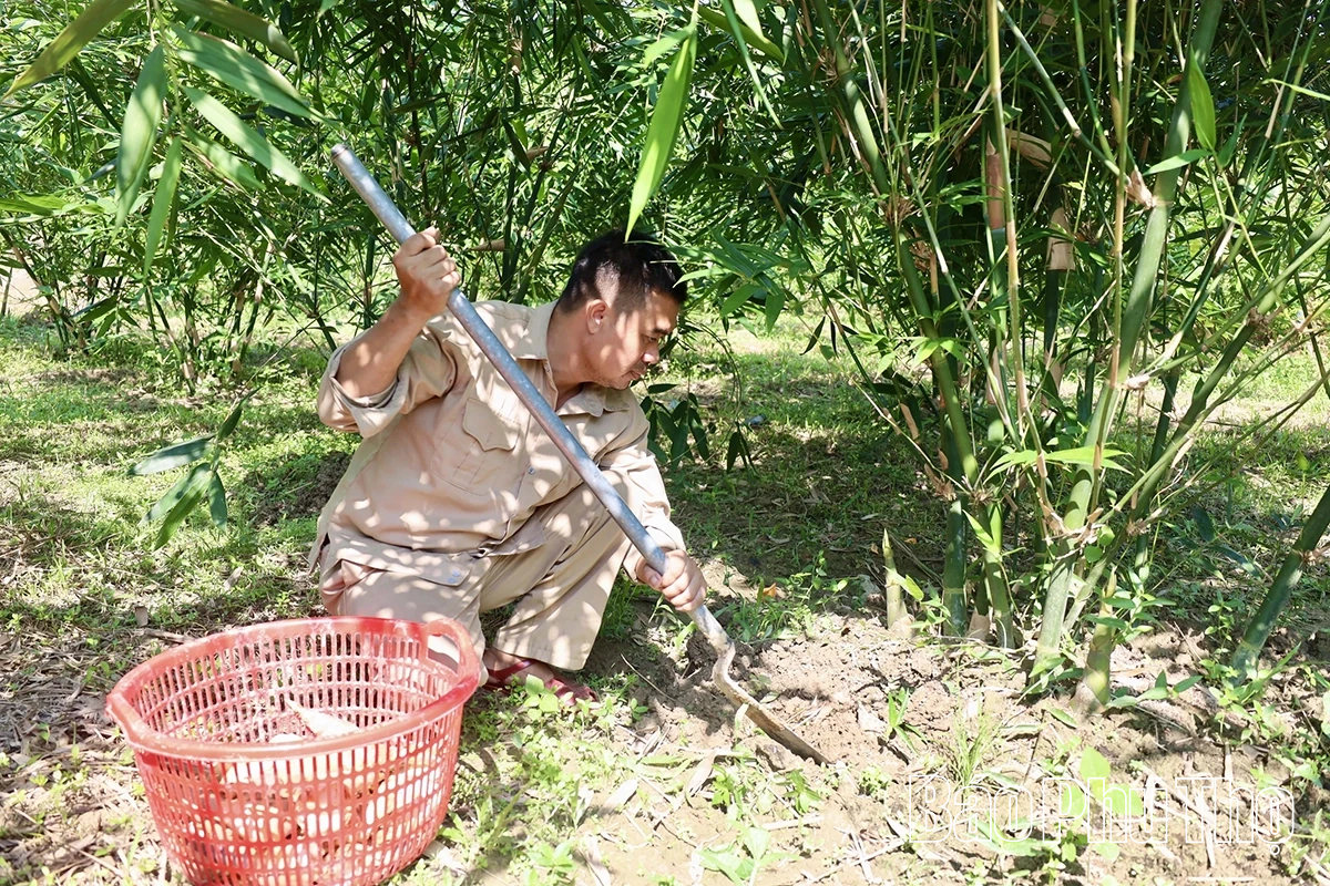 Độc đáo măng Lục Trúc