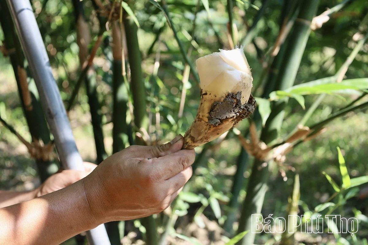 Độc đáo măng Lục Trúc