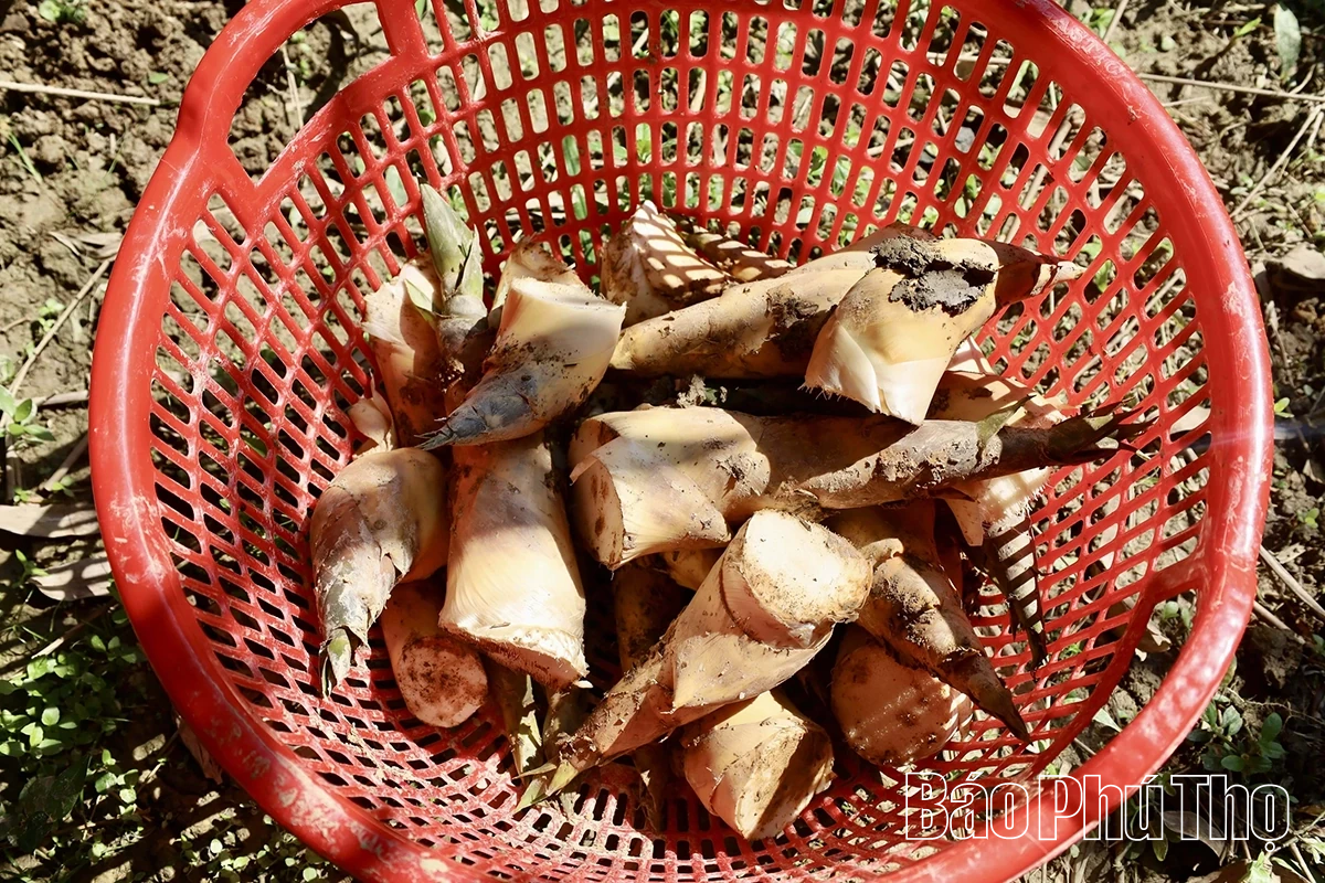 Độc đáo măng Lục Trúc