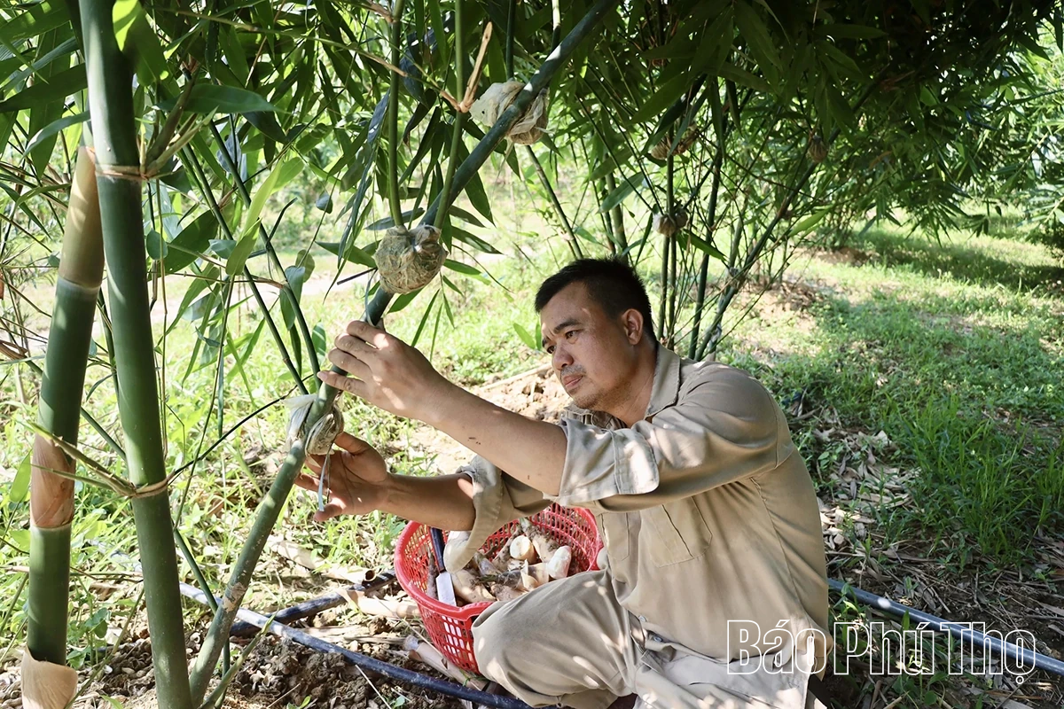 Độc đáo măng Lục Trúc