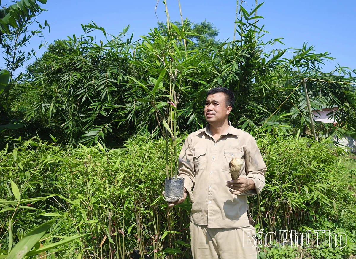 Độc đáo măng Lục Trúc