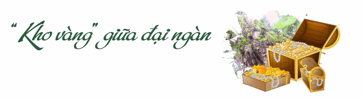 “Linh khí” nghìn năm giữa đại ngàn Bo Trẳm