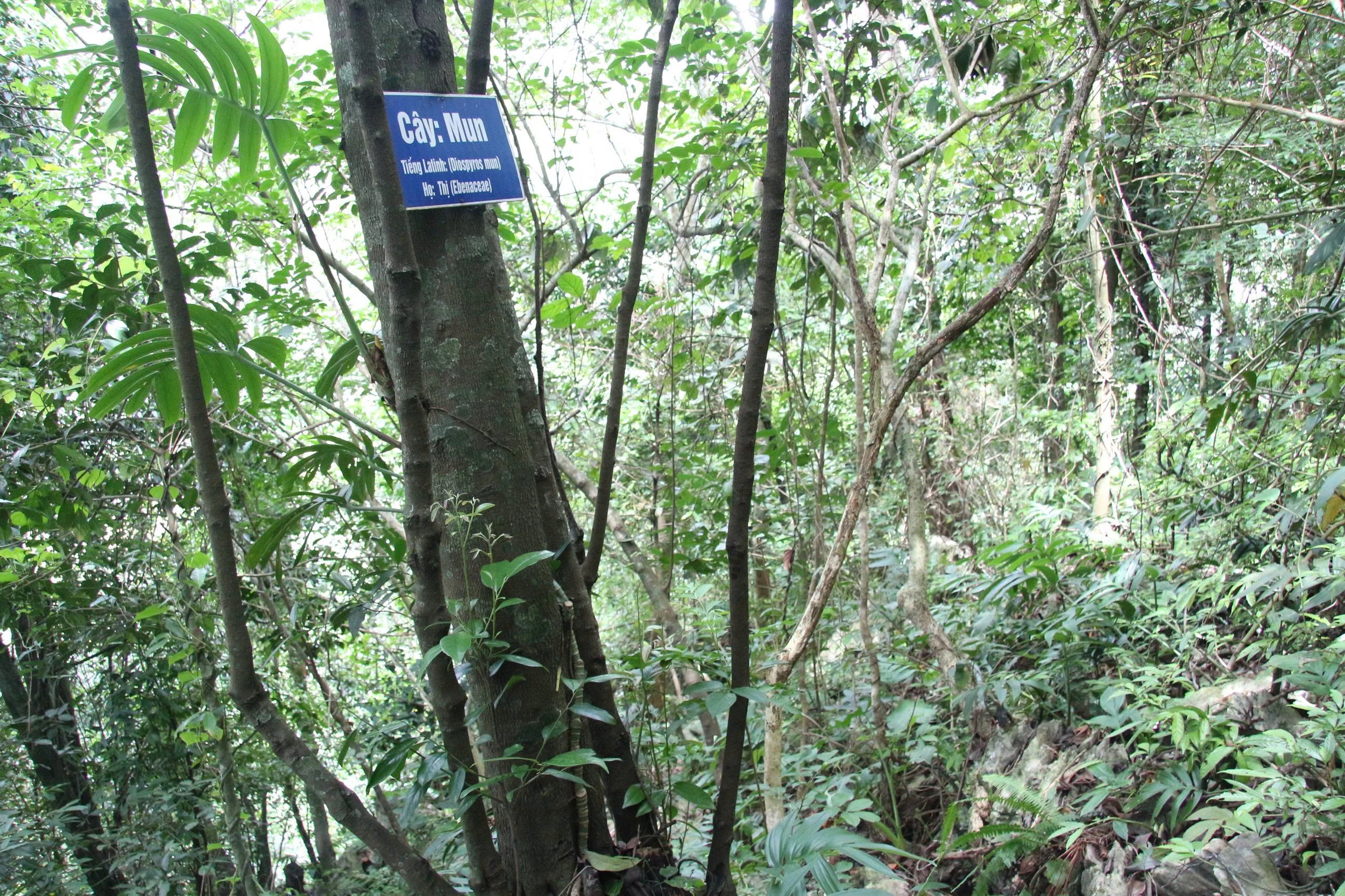 “Linh khí” nghìn năm giữa đại ngàn Bo Trẳm