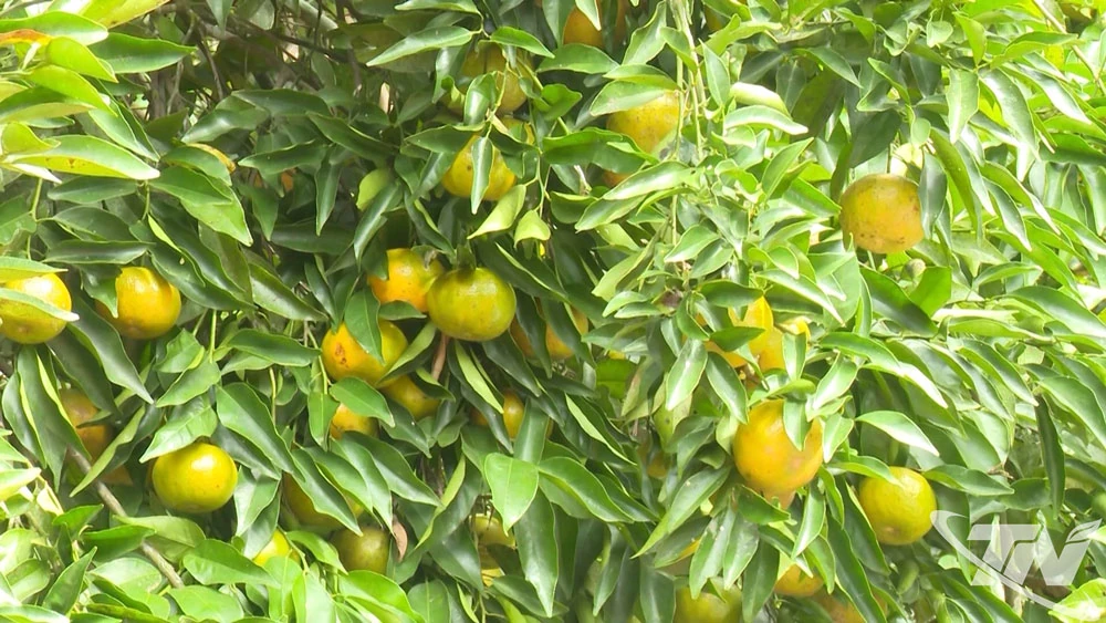 Tấm vé thông hành cho đặc sản địa phương