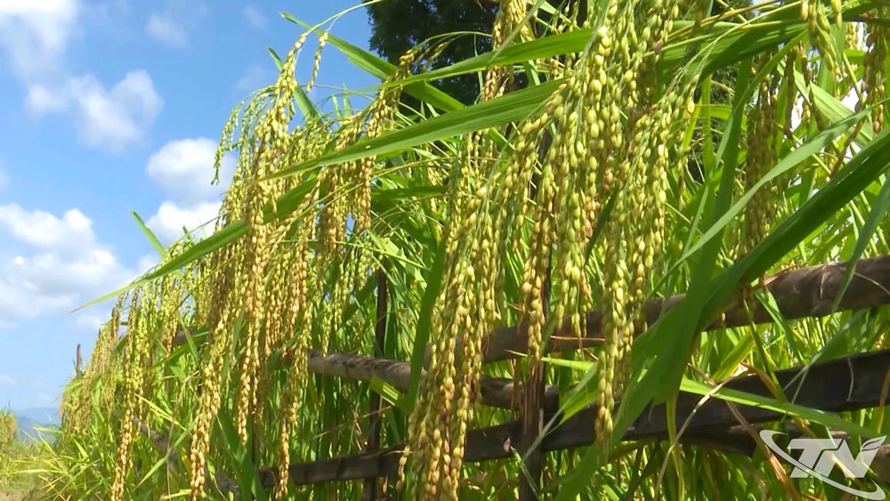 Tấm vé thông hành cho đặc sản địa phương