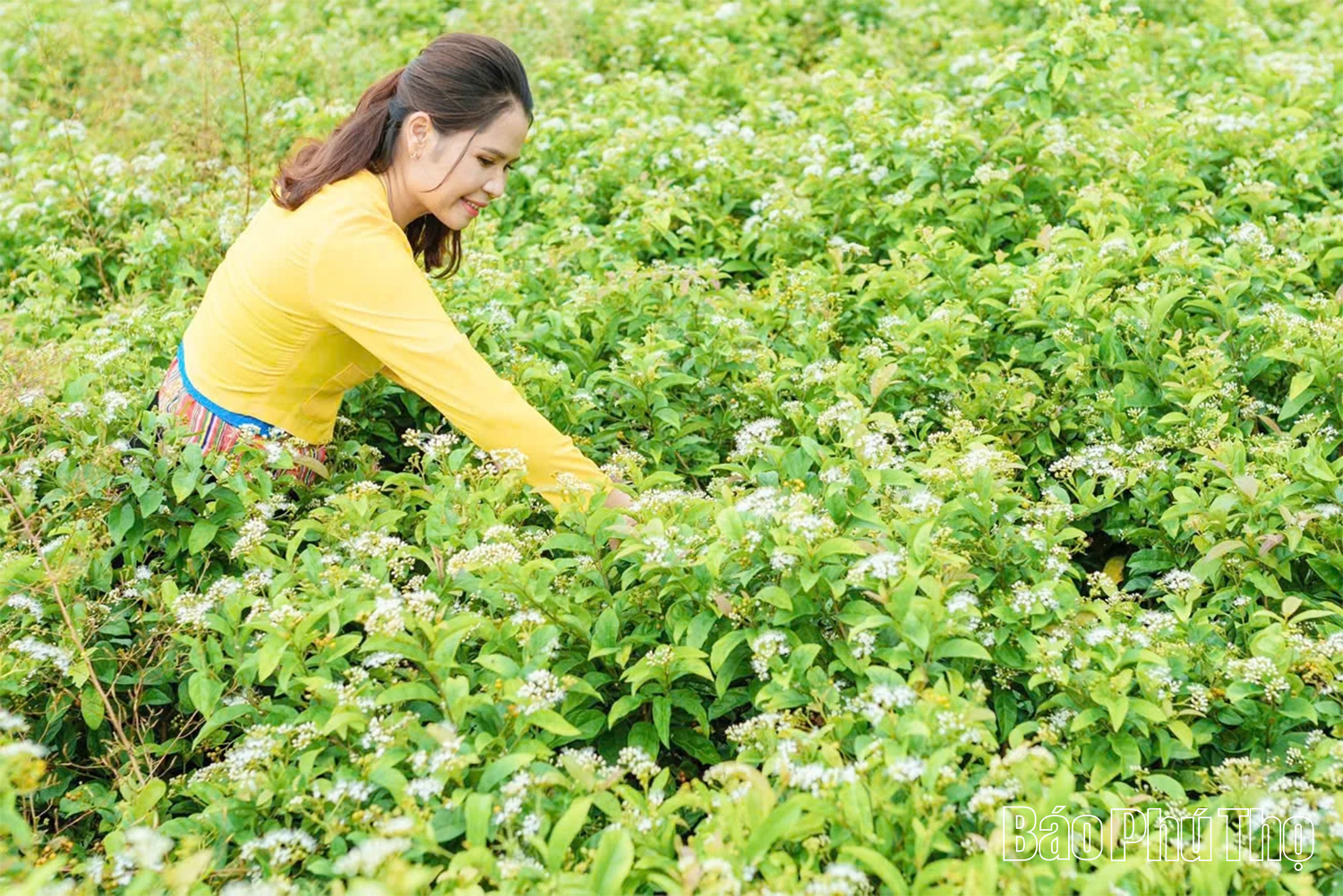 Nâng tầm giá trị dược liệu