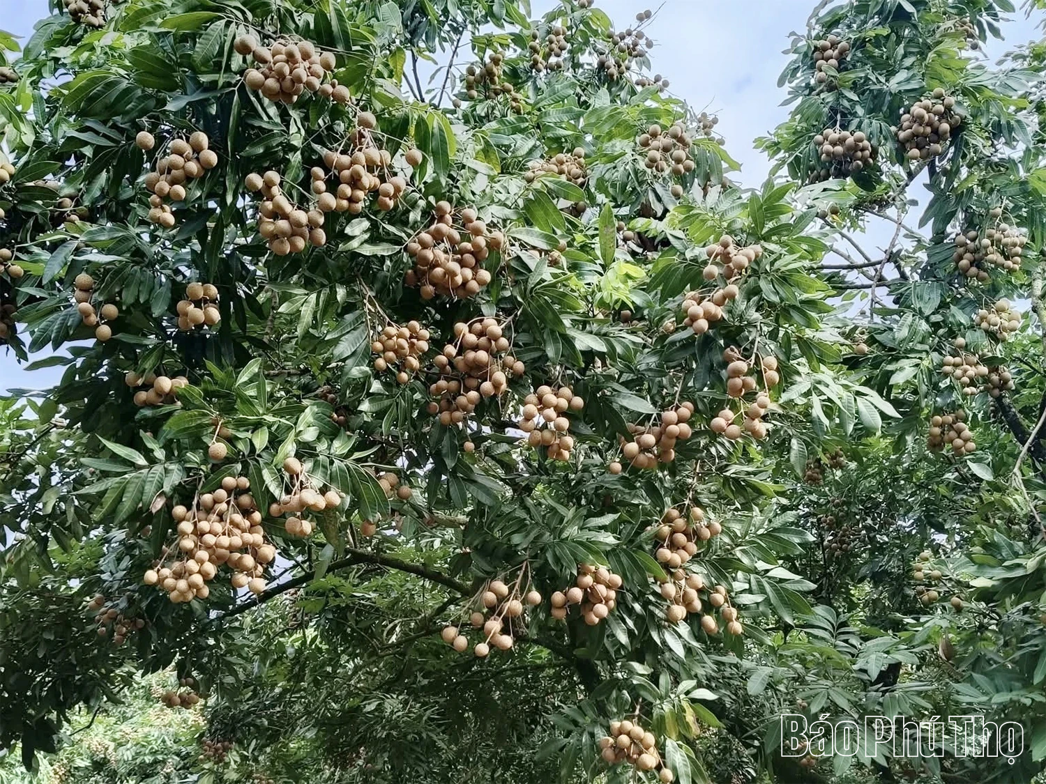 Độc đáo “phiên chợ điện tử” của thanh niên