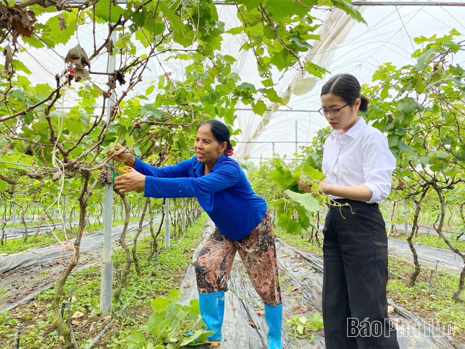 Hiệu quả từ mô hình trồng nho Hạ đen xen canh rau má