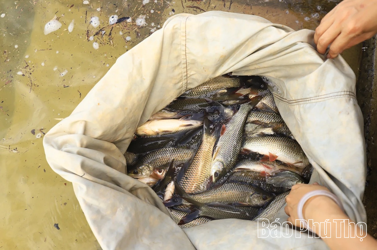 Thả 1 tấn cá giống tại hồ Cánh Tạng