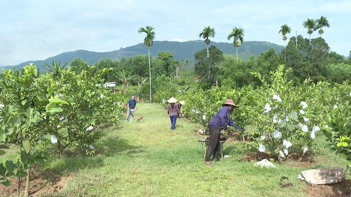 Xanh hóa đồi hoang bằng nông nghiệp thông minh
