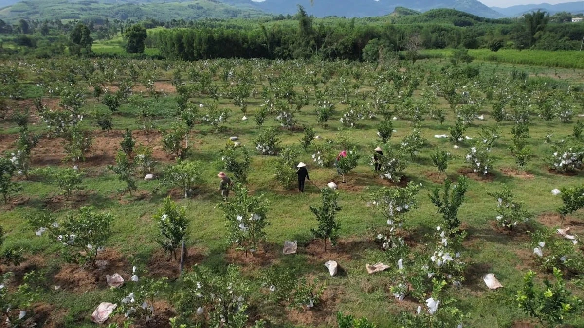 Xanh hóa đồi hoang bằng nông nghiệp thông minh