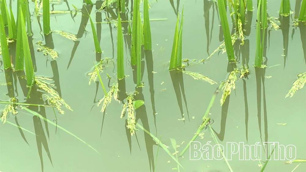 Đề phòng “bão” trong “bão”: Bài học từ lũ lụt tại Hoàng An