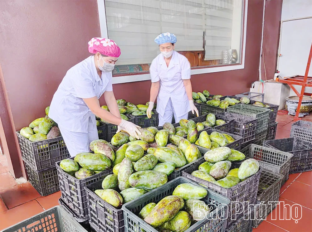 Sẵn sàng xuất khẩu xoài cấp đông