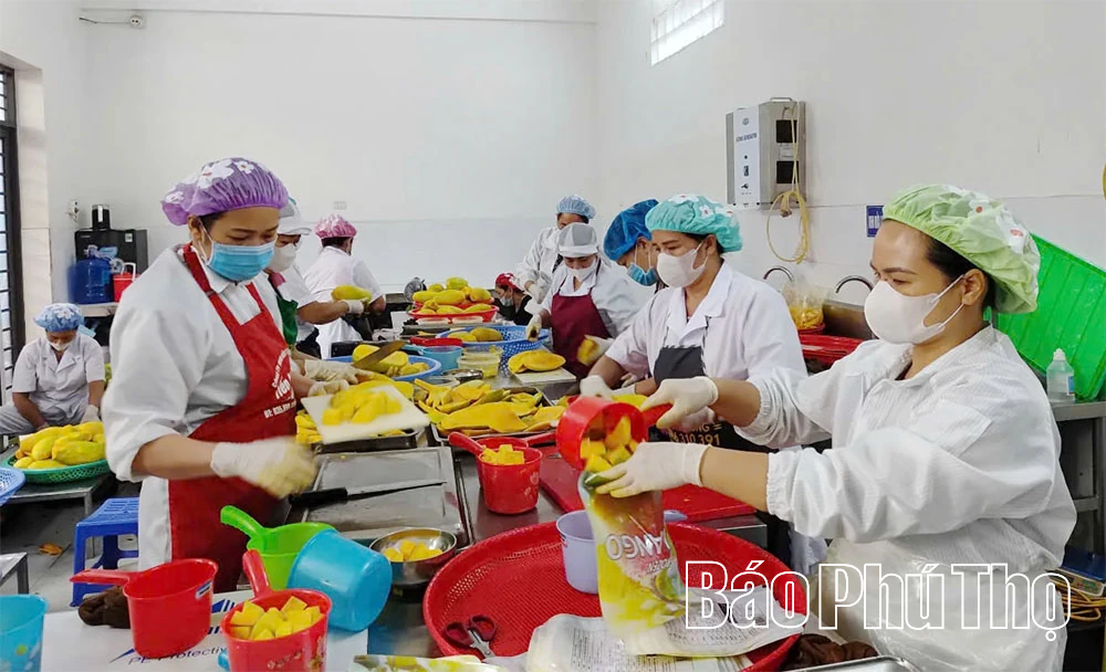 Sẵn sàng xuất khẩu xoài cấp đông