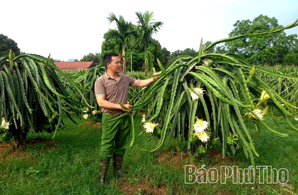 Cây thanh long đổi đời ở An Nghĩa