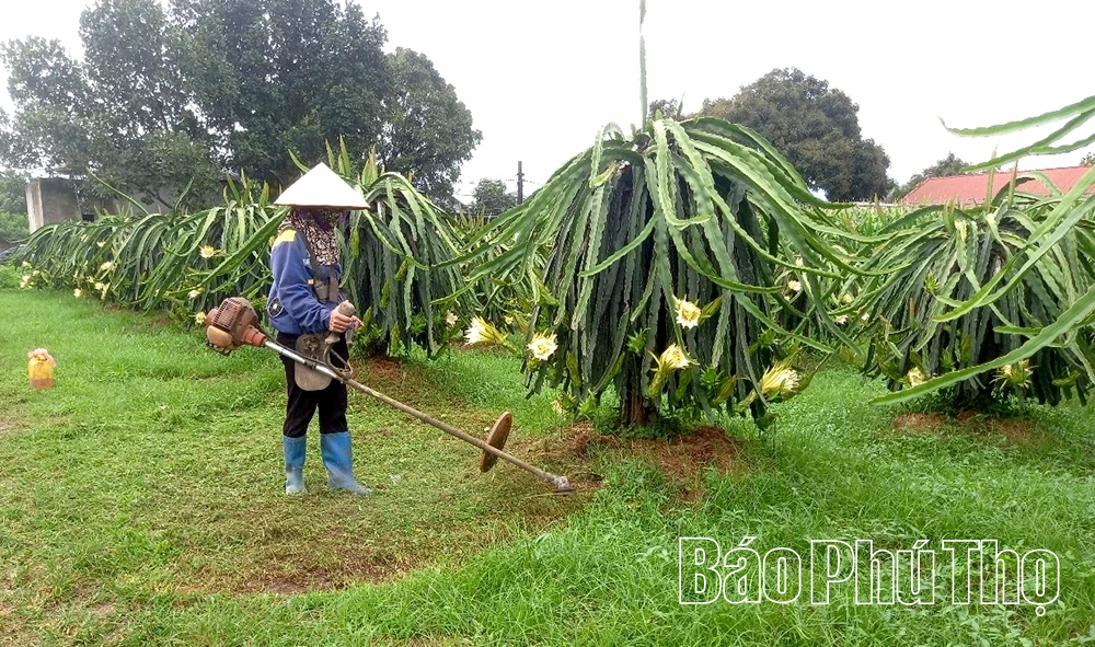 Cây thanh long đổi đời ở An Nghĩa