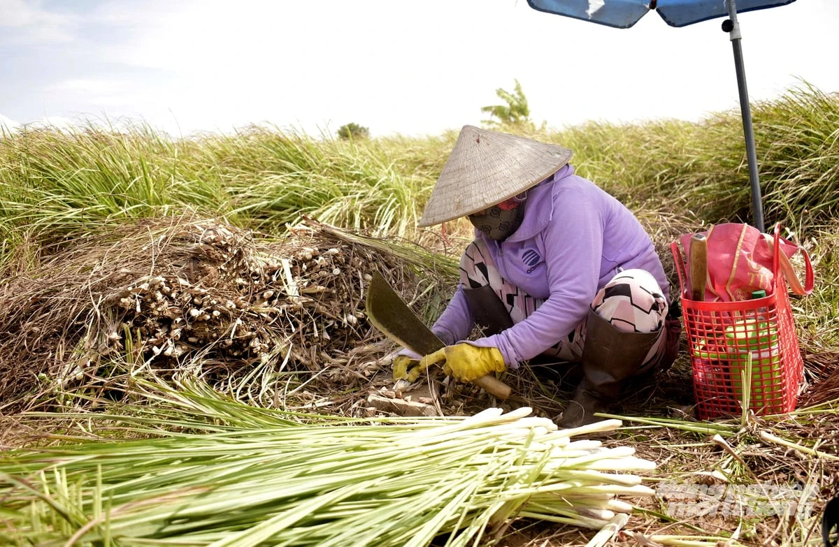 Vùng đất vàng của nông nghiệp hàng hóa