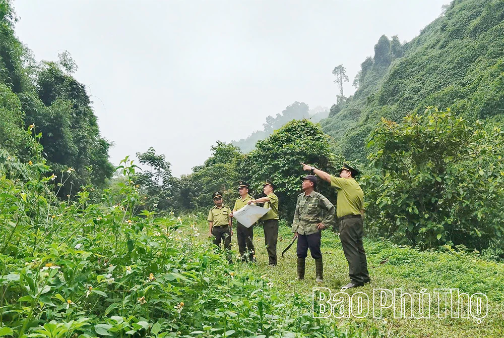 Xanh mãi những cánh rừng