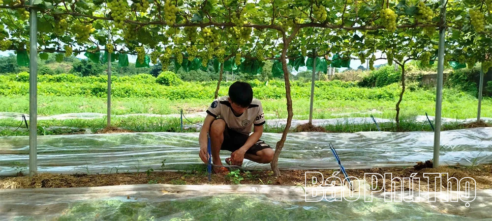 Thúc đẩy chuyển đổi số trong sản xuất nông nghiệp