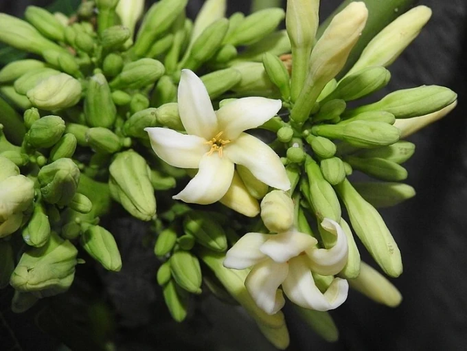 Men gan cao gấp 1.000 lần do uống hoa đu đủ đực ngâm mật ong