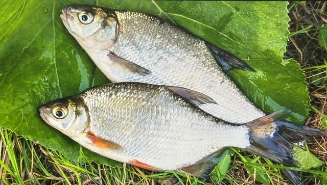 Vì sao cá mè xứng đáng có trong thực đơn?